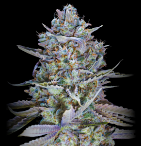 ALTSOL - 14g - Dream Machine - Indica