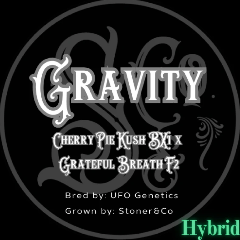 Stoner&Co - Flower | Gravity Main Image