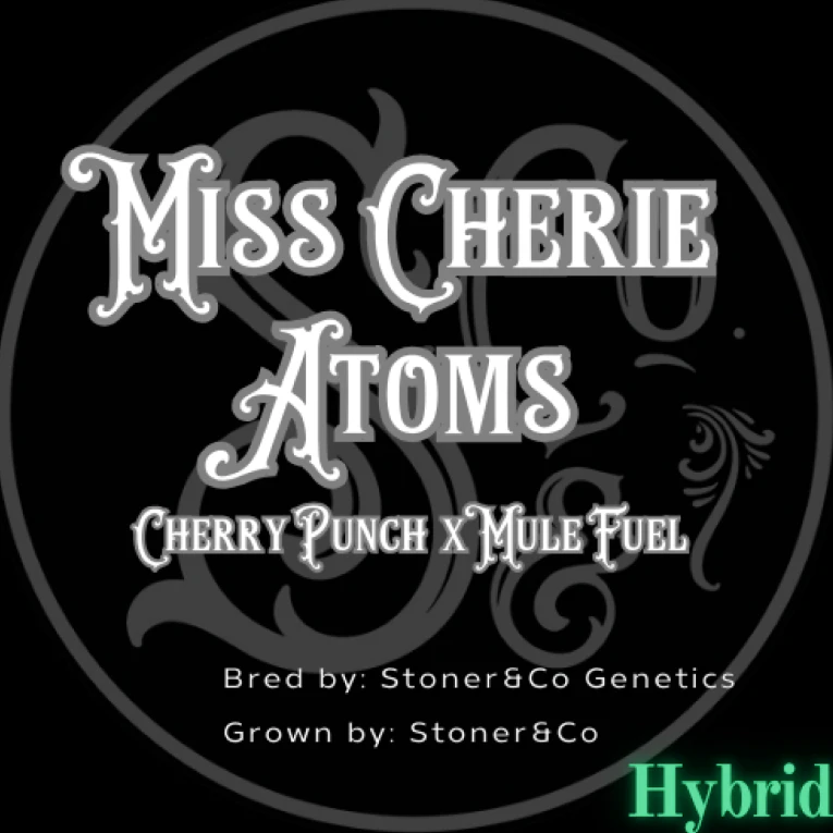 Stoner&Co - Flower | Miss Cherie Atoms Main Image