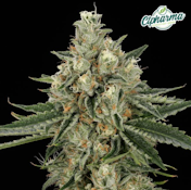 Chem-band Flower H 26514