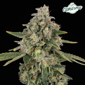 Snow Drift Flower S 26563