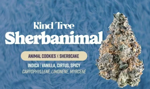 KIND TREE - Kind Tree | Sherbanimal | 7g Flower
