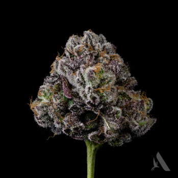 AFFINITY - Hippie Crasher Flower 3.5g 00758 Main Image