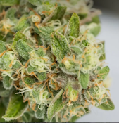 3.5g Frosted Drip - Sativa Dominant 