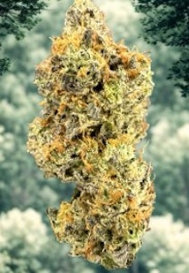 Bass River Buds - Flower | Bass River Buds | GG4  X  Oreoz | 3.5g