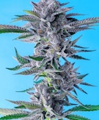 Flower | Buds | Cookies | Blackberry Caviar | 3.5g