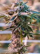 Flower | Littles | Cookies | Cinnamon Milk | 7g