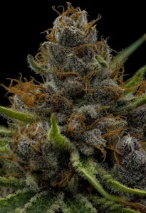 FullTilt Labs - Flower | Buds | FullTilt Labs  | Black Cherry Punch | 3.5g