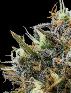 FullTilt Labs - Flower | Buds | FullTilt Labs  | Honey Bunny | 3.5g