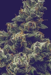 FullTilt Labs - Flower | Buds | FullTilt Labs  | Hell Z | 3.5g