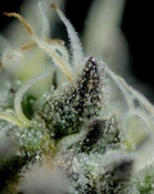 Flower | Buds | FullTilt Labs  | Black Maple | 3.5g