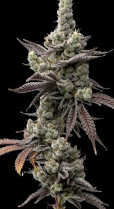 FullTilt Labs - Flower | Full Tilt | Gyat | 3.5g