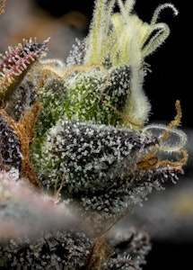 FullTilt Labs - Flower | Full Tilt | Strawrilla | 3.5g