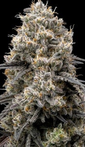 FullTilt Labs - Flower | Full Tilt | Duffle Full of Blues | 3.5g