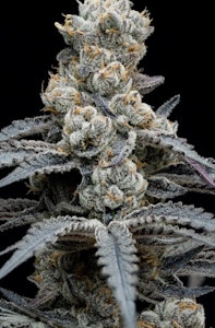 FullTilt Labs - Flower | Full Tilt | Blueberry Cherry | 3.5g