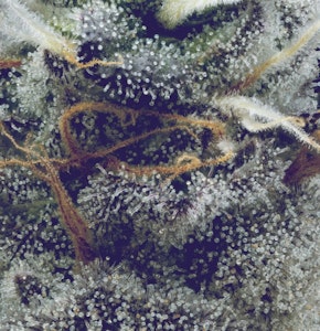 FullTilt Labs - Flower | Full Tilt | Columbian D | 28g