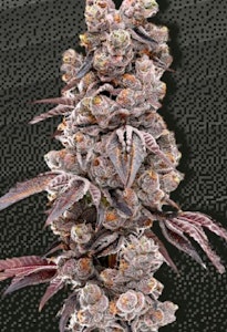 GARDEN GREENS - Garden Greens | Yemaya Y | 7g Big Buds