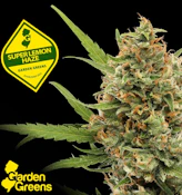 Flower | Mixed Nugs | Garden Greens | Super Lemon Haze | 14g 