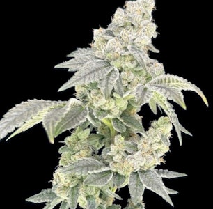 Green Lightning - Flower | Green Lightning | Spritzer | 7g Smalls