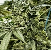 Flower | Buds | Heavyweight Heads | Orangutan | 3.5g