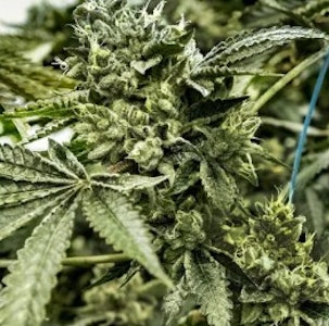 Heavyweight Heads - Flower | Buds | Heavyweight Heads | Orangutan | 3.5g