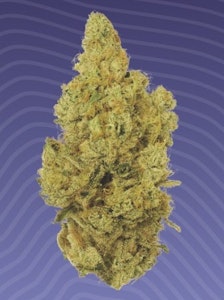 KIND TREE - Kind Tree | Dirty Taxi | 14g Flower