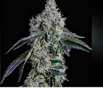 Ballers Game Flower 14g