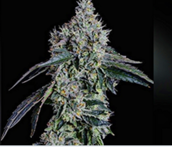 West Orange Farms - Ballers Game Preroll 1g