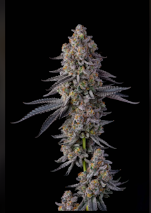 Green Leef Pharms - GLITTER BOMB- PREMIUM CLONES 