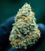 STRAWBERRY GUAVA- PREMIUM CLONE