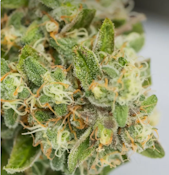 1g Frosted Drip - Sativa