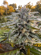 Real Life Botanicals - Galactic Guava - 1g Preroll