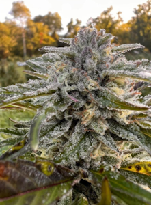 Real Life Botanicals - Real Life Botanicals - Galactic Guava - 1g Preroll