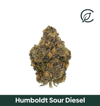 Curaleaf - Curaleaf 14g Humboldt Sour Diesel (S) 01085 Main Image