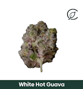 Curaleaf 3.5g White Hot Guava (H) 01211