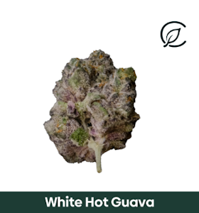 CURALEAF - Curaleaf 3.5g White Hot Guava (H) 01211
