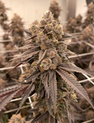 3.5g - Blue Runtz - Hybrid