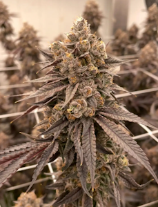 Blossomz - 14g Blue Runtz - Hybrid