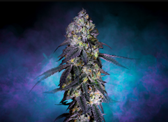 Rythm - Animal Face - 3.5g Flower - Indica Dominant Hybrid