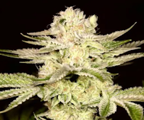 14g Petro Chem - Hybrid