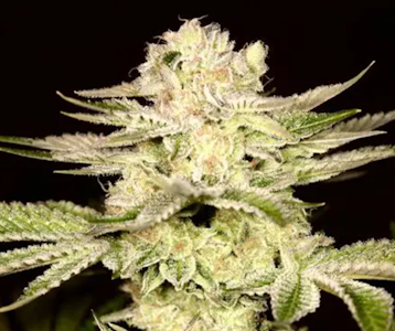 ALTSOL - 14g Petro Chem - Hybrid