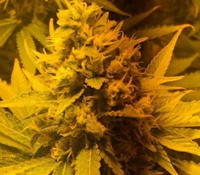 14g - Lemon Skunk - Sativa