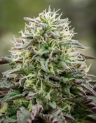 3.5g Gelatti Mintz - Hybrid