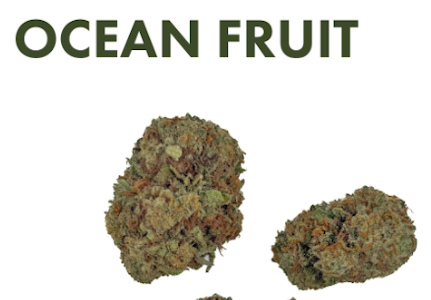 Bison Botanicals - Ocean Fruit - 3.5G Flower
