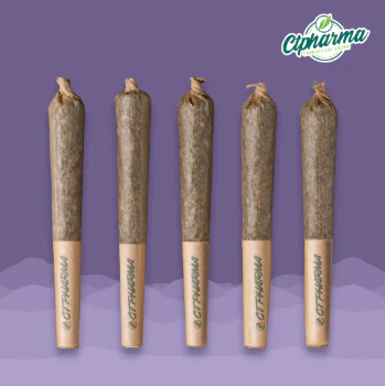 CT Pharma - Jokerz Shorties 5pk (I) 26838 Main Image