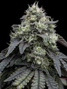  FullTilt Labs | Black Maple | 7g