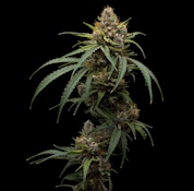  FullTilt Labs | Black Cherry Punch | 7g