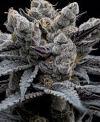 FullTilt Labs | Papaya Bang Bang | 7g