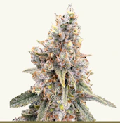 [REC] Victory Natural Farms | Acapulco Gold | 3.5g Flower
