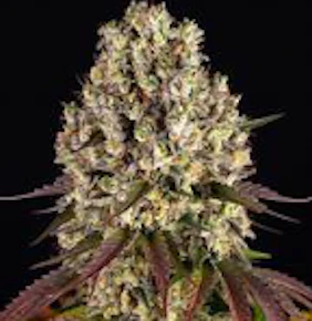 High Falls Canna | Flower | sour diesel x og kush | 14G